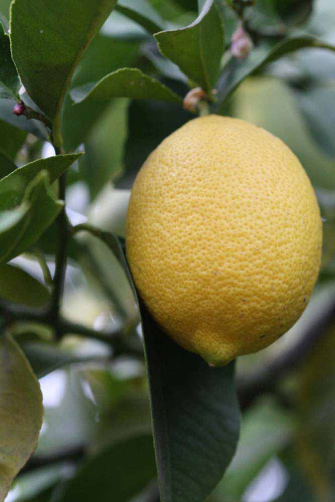                Fruit (Monroe, Riverside, CA)       